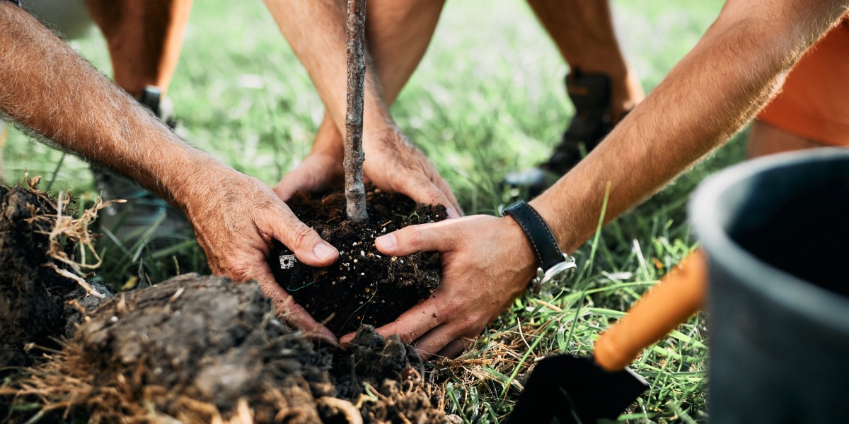 Al momento stai visualizzando Piantare Alberi