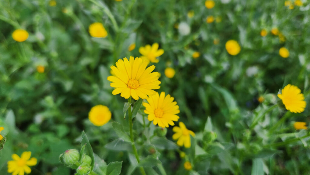 Calendula arvensis