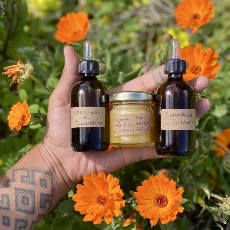 Calendula officinalis